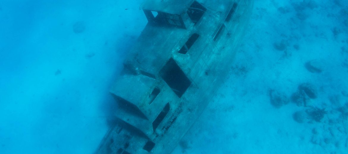 mangel halto tugboat wreck marine life