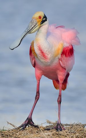 bird watching aruba lagoon wildlife