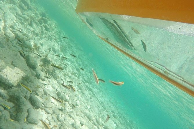 kayak mangroves narrow water path aruba