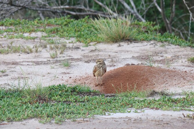 spanish lagoon birds wildlife mangroves aruba