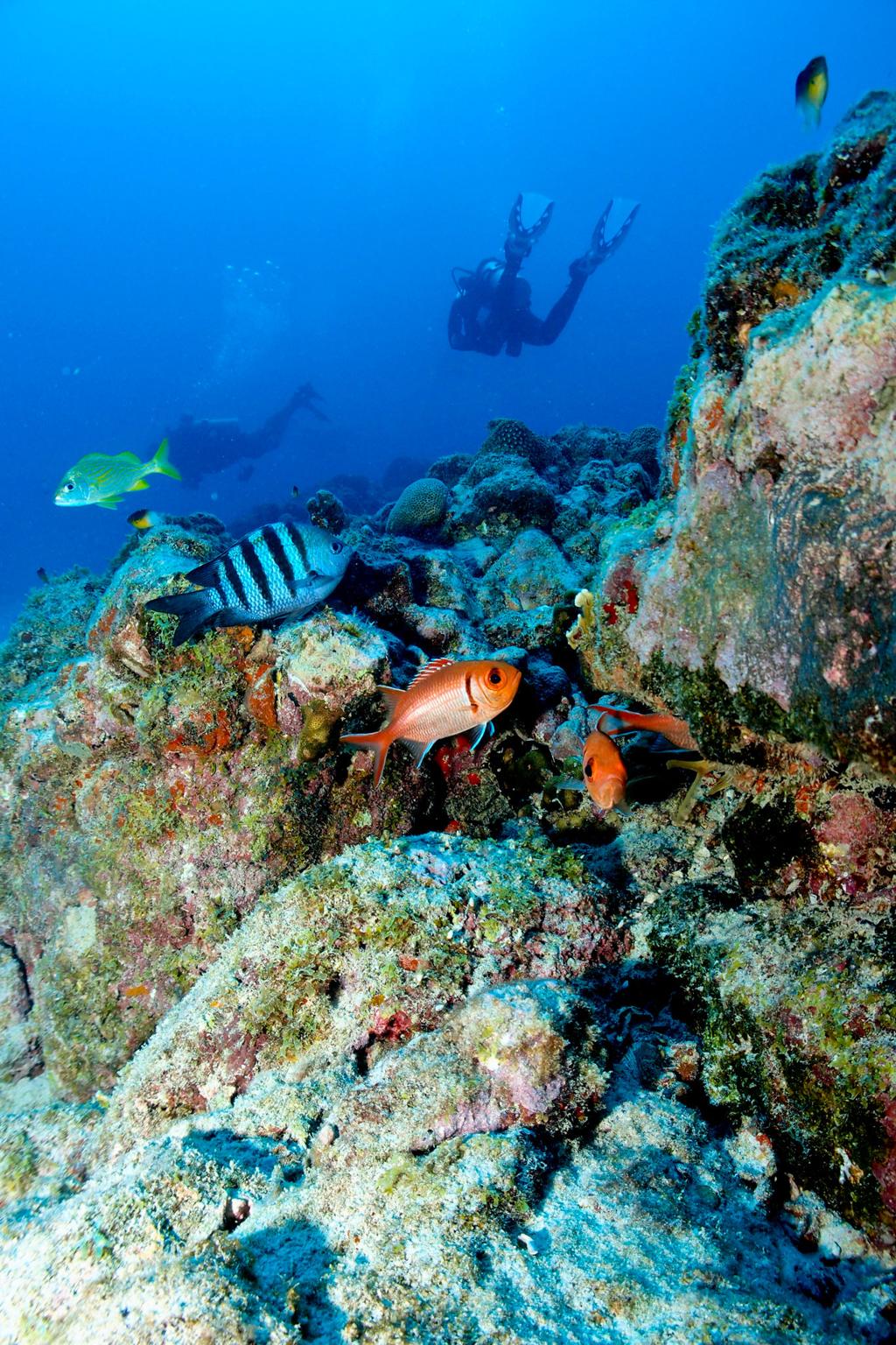 colorful reef fish snorkeling aruba