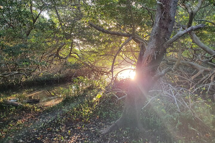 aruba mangrove path trees lagoon photography