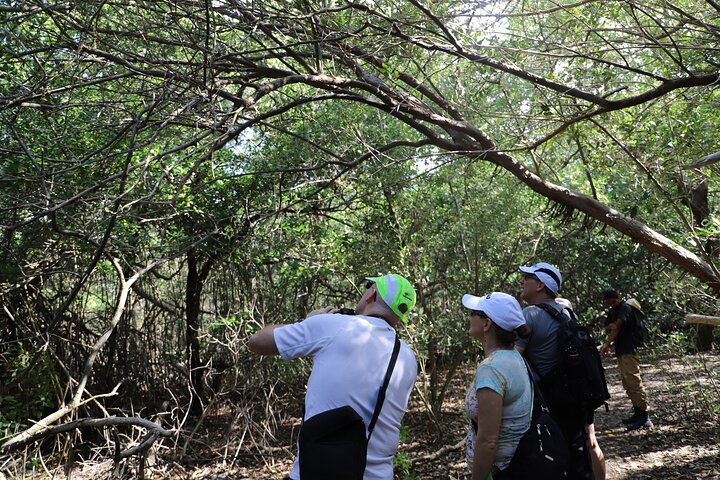 spanish lagoon aruba nature trail mangroves path