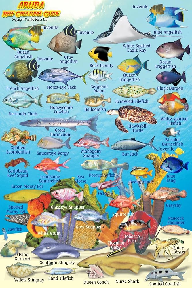 aruba snorkeling clear water coral reef fish
