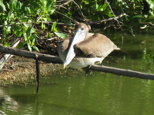 aruba pelican heron mangrove nature