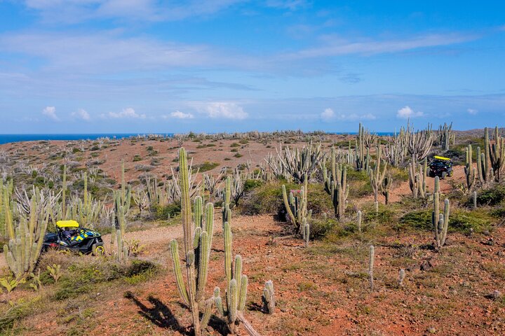 aruba dirt road adventure cactus landscape