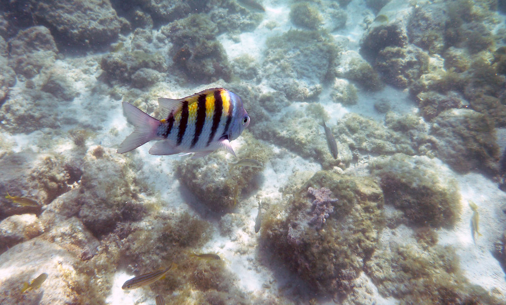 best snorkeling spots aruba lagoon reef