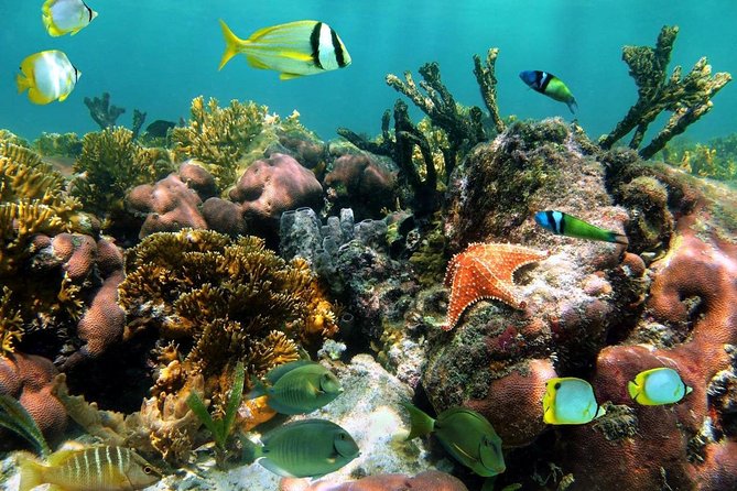 mangel halto reef snorkeling coral fish aruba