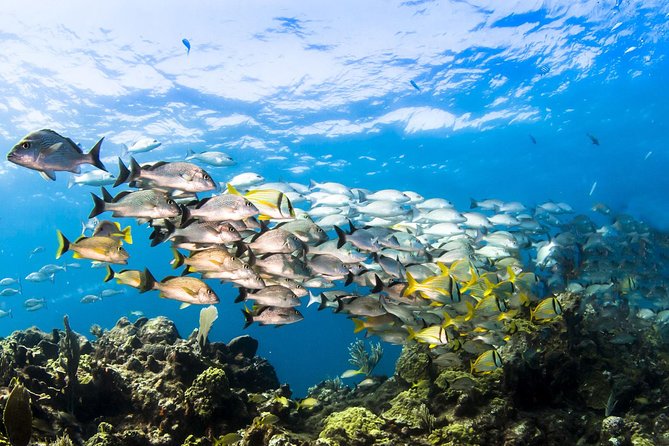 underwater mangel halto reef coral marine life