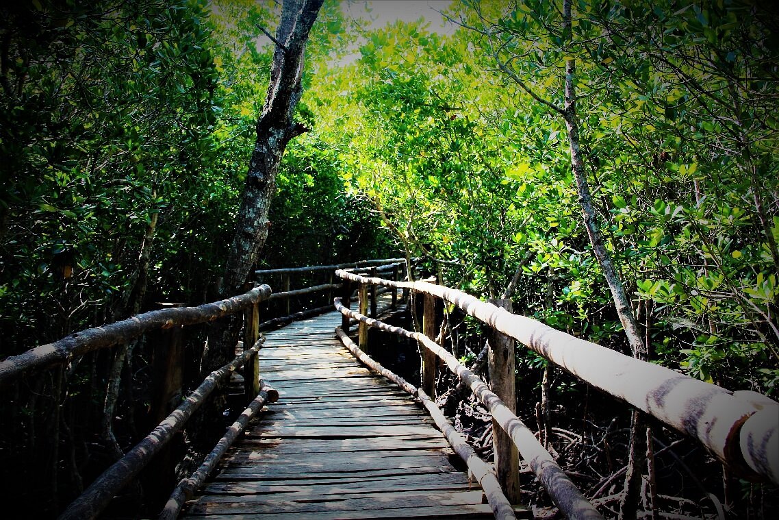 aruba mangrove boardwalk walking trail