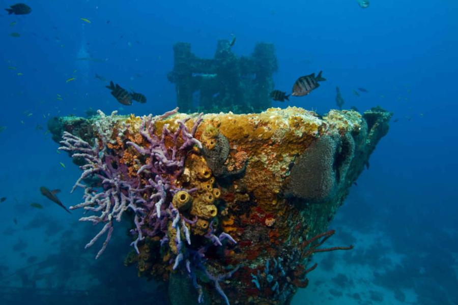 aruba tugboat wreck snorkeling underwater coral