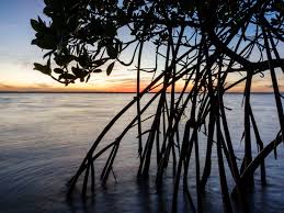 aruba sunset mangroves silhouette water