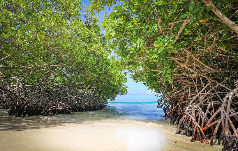wooden deck mangroves aruba photography spot