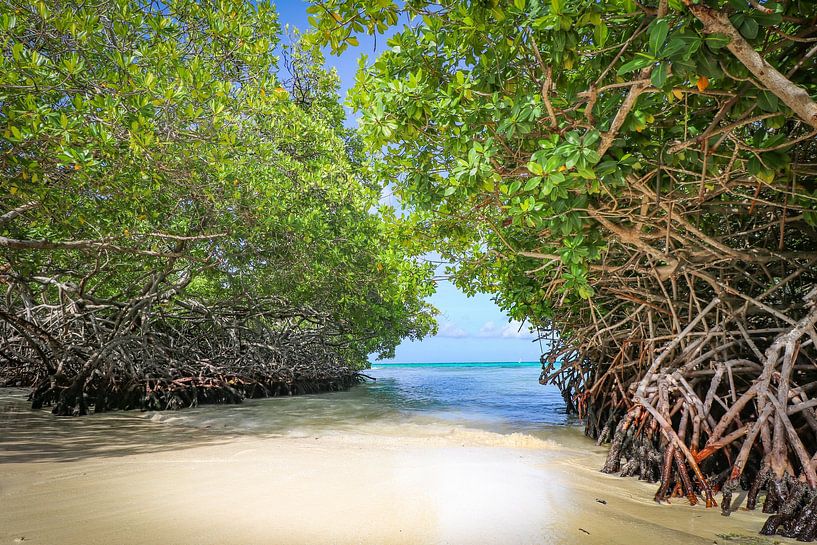 wooden deck mangroves aruba photography spot