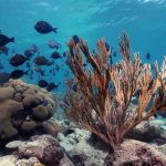 Aruba Snorkeling Tour: Mangel Halto and Baby Beach